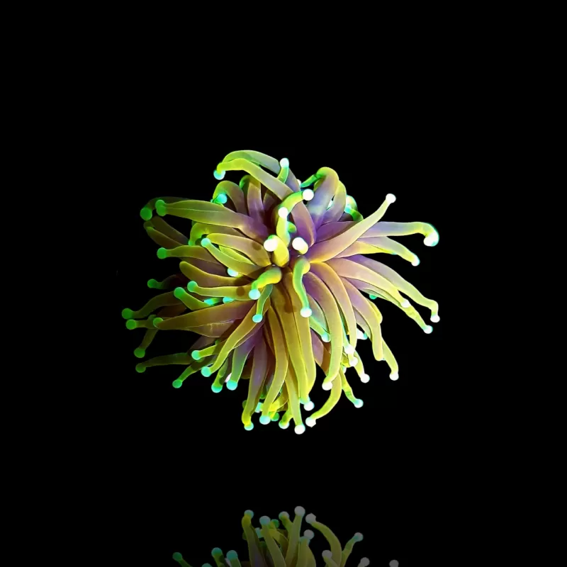 Euphyllia Glabrescens Sonne Gottes kaufen? | Coralandfishstore.nl Euphyllia Glabrescens Sonne Gottes kaufen? | Coralandfishstore.nl