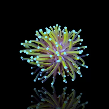 Euphyllia Glabrescens Sun of god kopen? | Coralandfishstore.nl