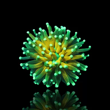 Kaufen Sie Euphyllia Glabrescens Tiger Torch (ULTRA) (1 Kopf) | Coralandfishstore.nl