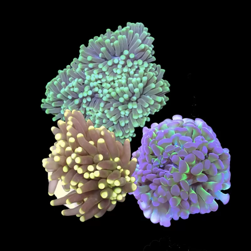 Euphyllia Pack ✔ Einfach online bestellen! ✔ Niedrigster Preis Euphyllia Pack ✔ Einfach online bestellen! ✔ Niedrigster Preis