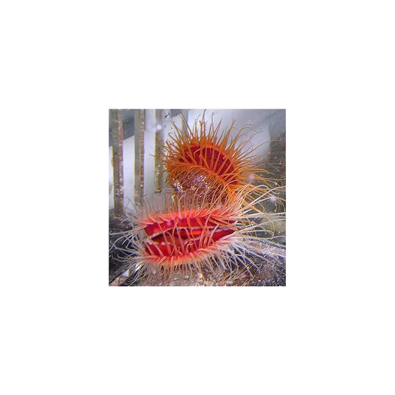 Lima Scabra Lima Scabra