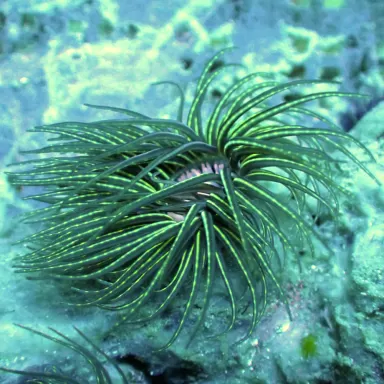 Möchten Sie Cerianthus Membranaceus kaufen? | Coralandfishstore.nl