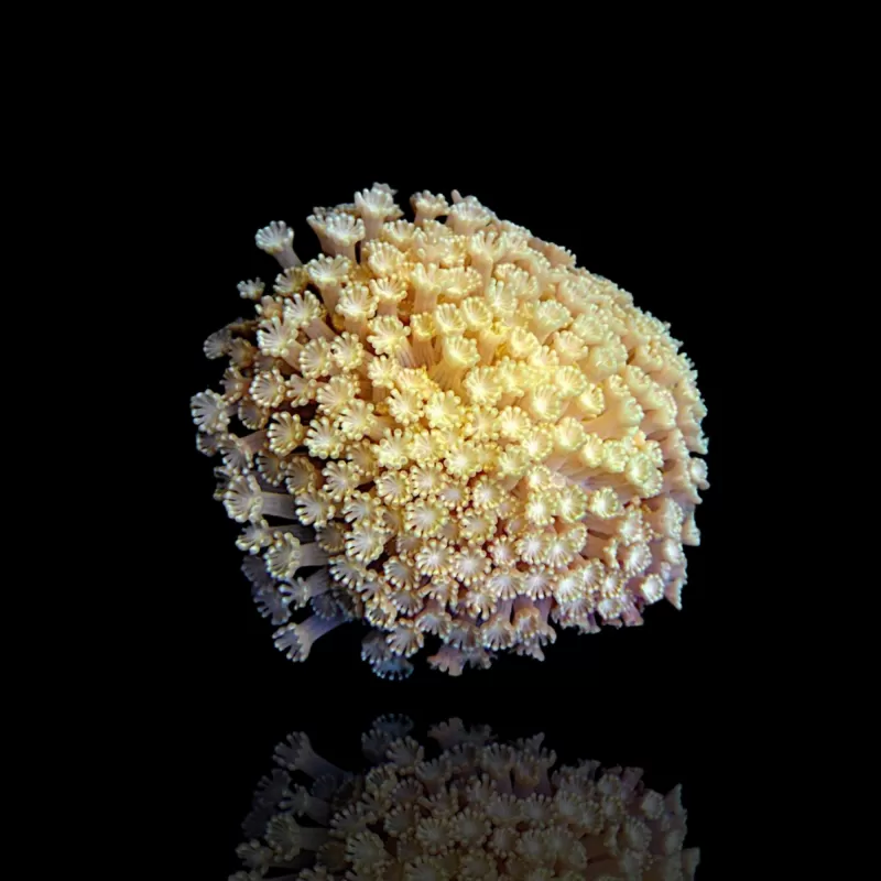 Alveopora sp Green kaufen | Coralandfishstore.nl Alveopora sp Green kaufen | Coralandfishstore.nl