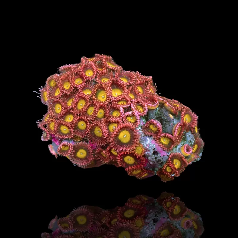 Kaufen Sie Zoanthus Bowser S-Größe | Coralandfishstore.nl Kaufen Sie Zoanthus Bowser S-Größe | Coralandfishstore.nl