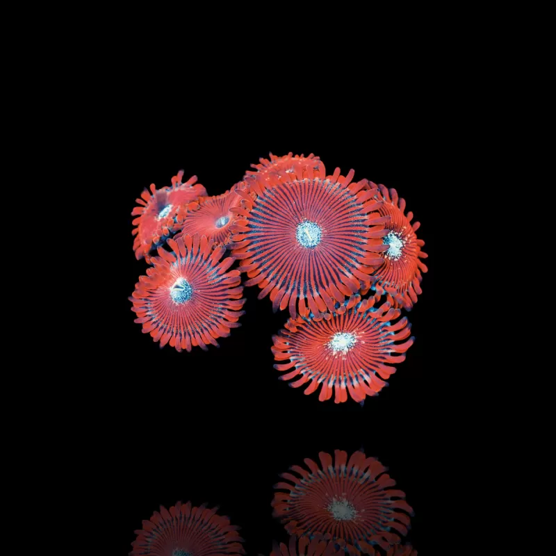 Kaufen Sie Zoanthus Bowser S-Größe | Coralandfishstore.nl Kaufen Sie Zoanthus Bowser S-Größe | Coralandfishstore.nl