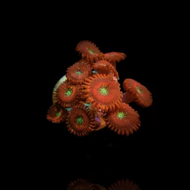 Zoanthus Magicians kopen | Coralandfishstore.nl