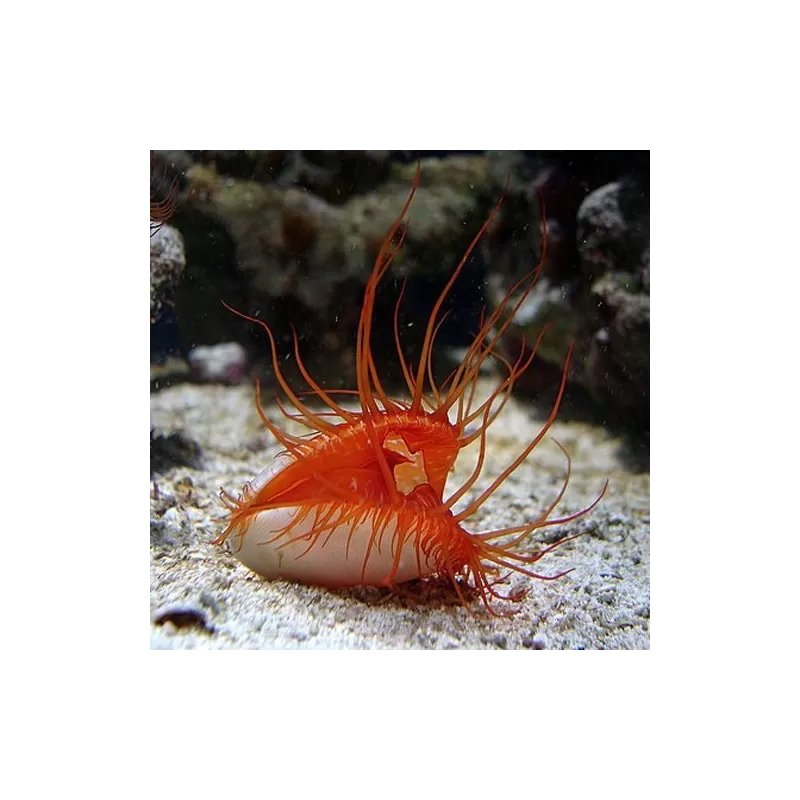 Möchten Sie Lima Scabra oder die Filetmuschel kaufen? | Coralandfishstore.nl Möchten Sie Lima Scabra oder die Filetmuschel kaufen? | Coralandfishstore.nl