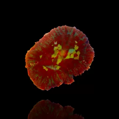 Rhodactis Bounce Rot Grün bestellen? l Coralandfishstore.nl