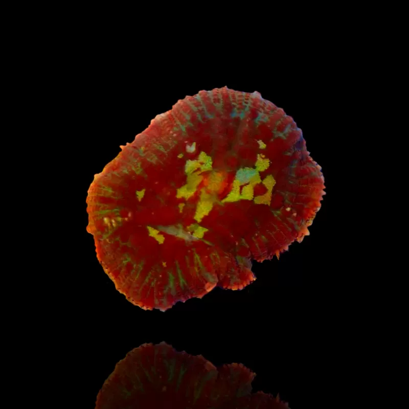 Rhodactis Bounce Rot Grün bestellen? l Coralandfishstore.nl Rhodactis Bounce Rot Grün bestellen? l Coralandfishstore.nl