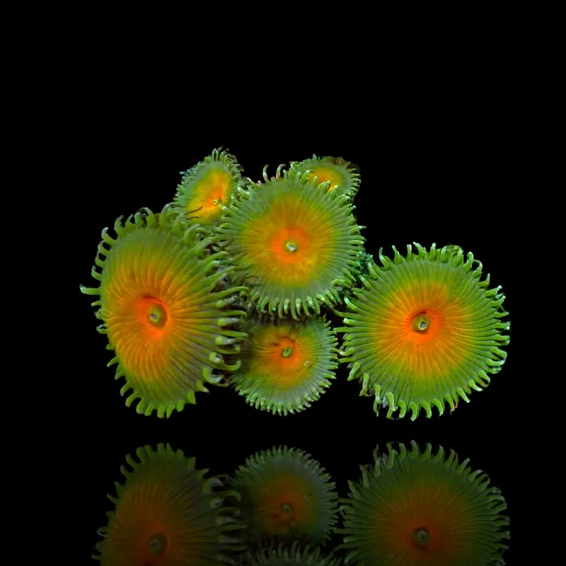 Bestellen Sie Protopalythoa spp Green (XL)? l Coralandfishstore.nl Bestellen Sie Protopalythoa spp Green (XL)? l Coralandfishstore.nl