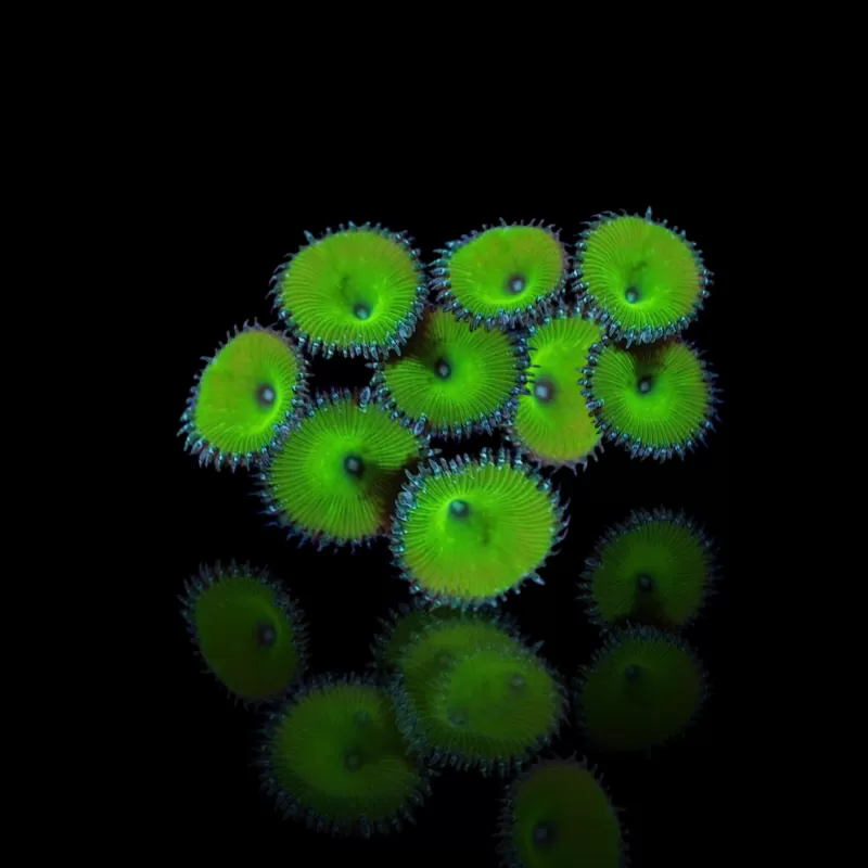 Protopalythoa spp Green (XL) bestellen ? l Coralandfishstore.nl Protopalythoa spp Green (XL) bestellen ? l Coralandfishstore.nl