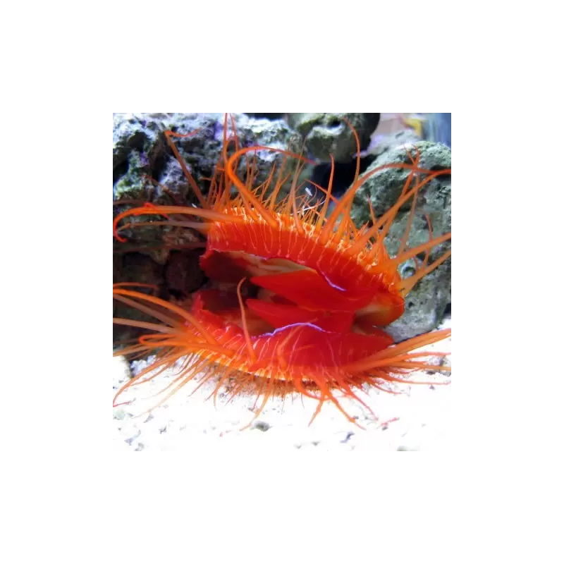 Lima Orientalis Lima Orientalis