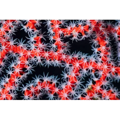 Commander Diodogorgia Nodulifera Rouge (M) ? l Coralandfishstore.nl