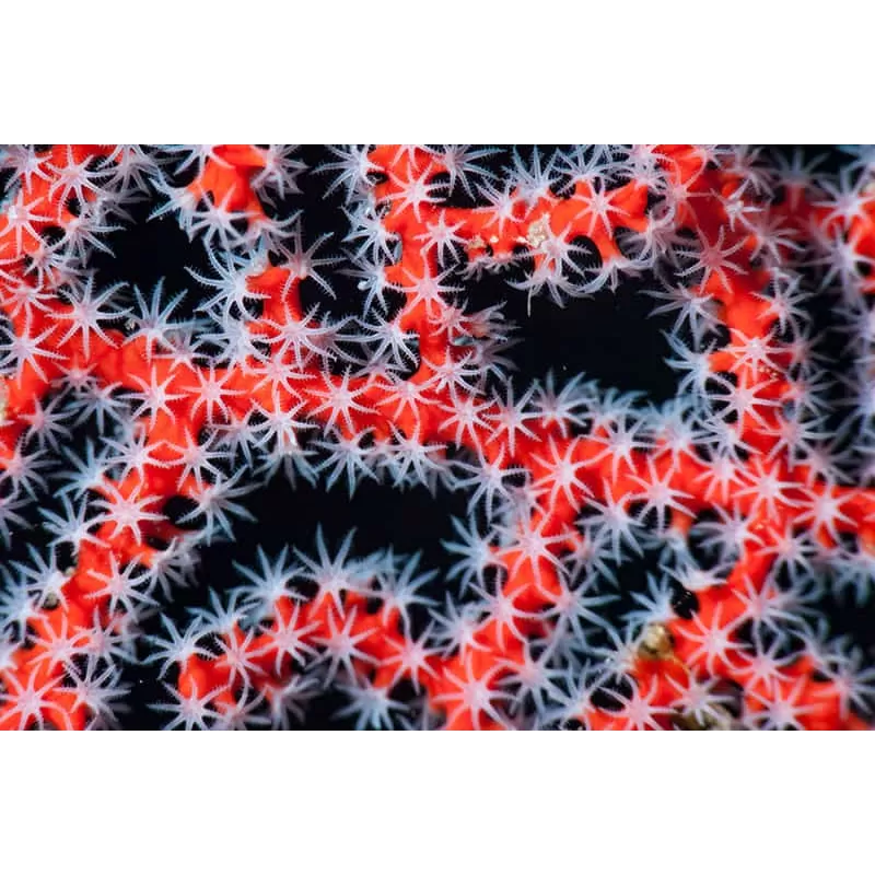 Commander Diodogorgia Nodulifera Rouge (M) ? l Coralandfishstore.nl Commander Diodogorgia Nodulifera Rouge (M) ? l Coralandfishstore.nl