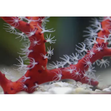 Commander Diodogorgia Nodulifera Rouge (M) ? l Coralandfishstore.nl