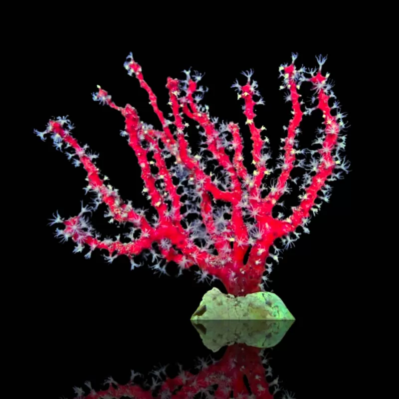 Diodogorgia Nodulifera Rot (M) bestellen? l Coralandfishstore.nl Diodogorgia Nodulifera Rot (M) bestellen? l Coralandfishstore.nl