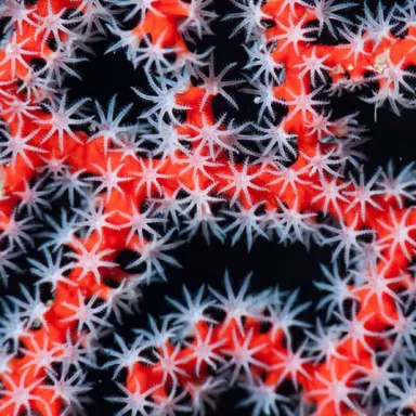 Commander Diodogorgia Nodulifera Rouge (M) ? l Coralandfishstore.nl