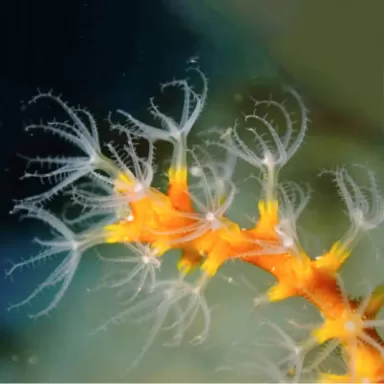 Kaufen Sie Diodogorgia Nodulifera Yellow | Coralandfishstore.nl Kaufen Sie Diodogorgia Nodulifera Yellow | Coralandfishstore.nl