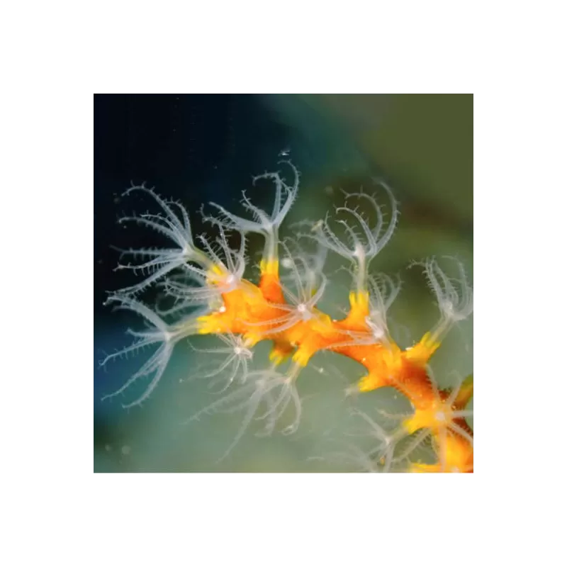 Kaufen Sie Diodogorgia Nodulifera Yellow | Coralandfishstore.nl Kaufen Sie Diodogorgia Nodulifera Yellow | Coralandfishstore.nl