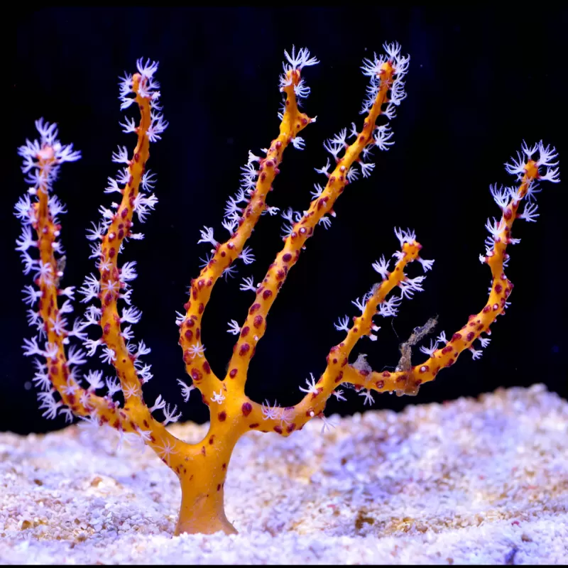 Kaufen Sie Diodogorgia Nodulifera Gelb (M) | Coralandfishstore.nl Kaufen Sie Diodogorgia Nodulifera Gelb (M) | Coralandfishstore.nl