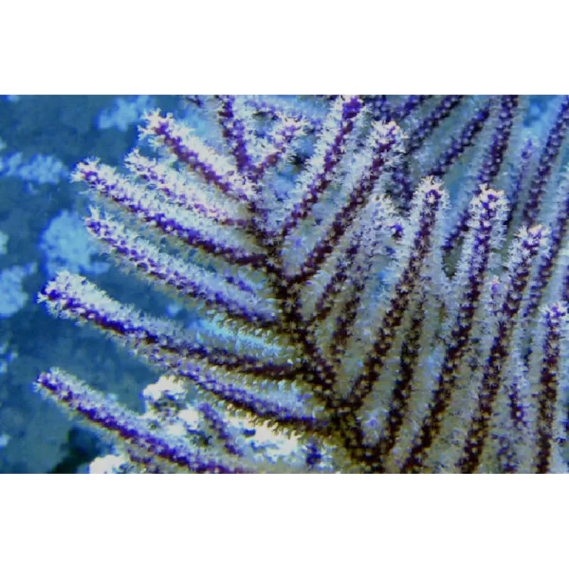 Achetez Muriceopsis flavida, Gorgone arbustive violette, taille M | Coralandfishstore.nl Achetez Muriceopsis flavida, Gorgone arbustive violette, taille M | Coralandfishstore.nl