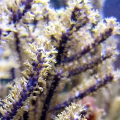 Kaufen Sie Muriceopsis flavida Purple Bush Gorgonia M-Größe | Coralandfishstore.nl