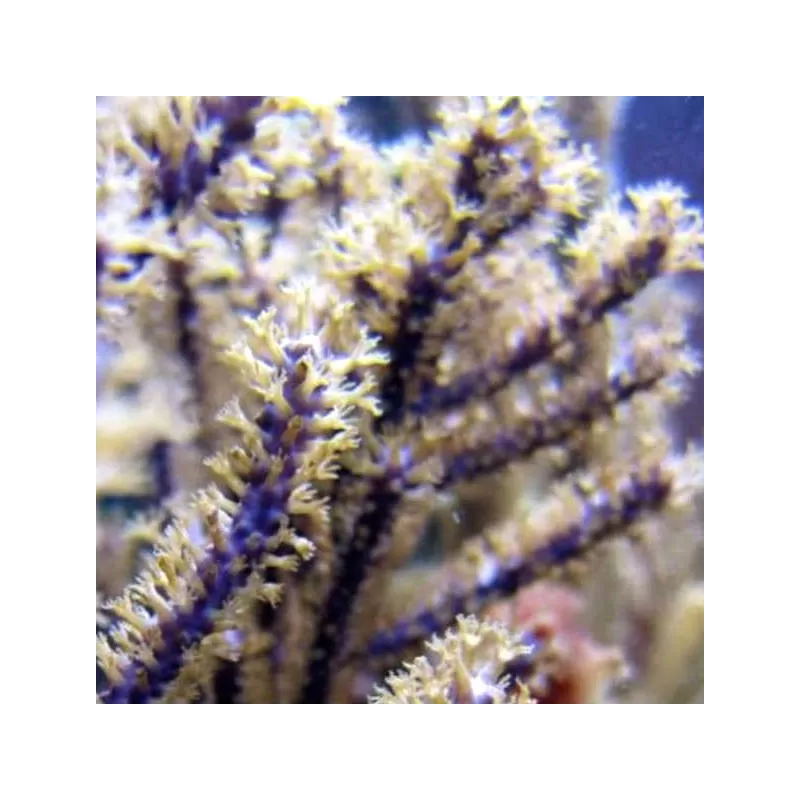 Kaufen Sie Muriceopsis flavida Purple Bush Gorgonia M-Größe | Coralandfishstore.nl Kaufen Sie Muriceopsis flavida Purple Bush Gorgonia M-Größe | Coralandfishstore.nl