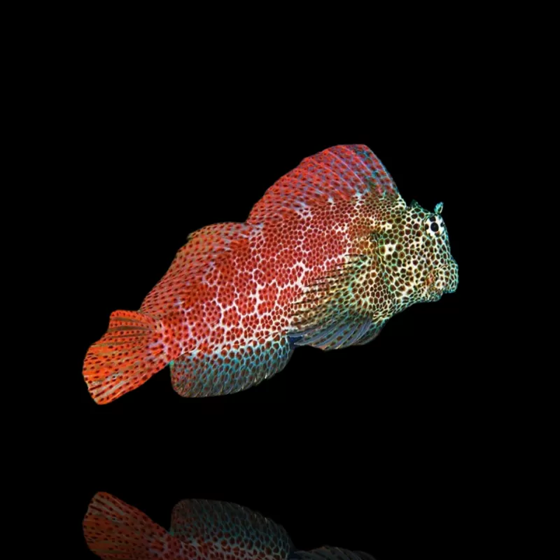 Möchten Sie Exalias brevis kaufen? Schnelle Lieferung Coralandfishstore Möchten Sie Exalias brevis kaufen? Schnelle Lieferung Coralandfishstore