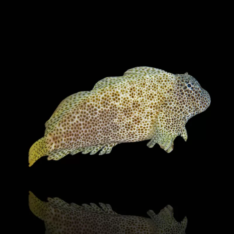 Möchten Sie Exalias brevis kaufen? Schnelle Lieferung Coralandfishstore Möchten Sie Exalias brevis kaufen? Schnelle Lieferung Coralandfishstore
