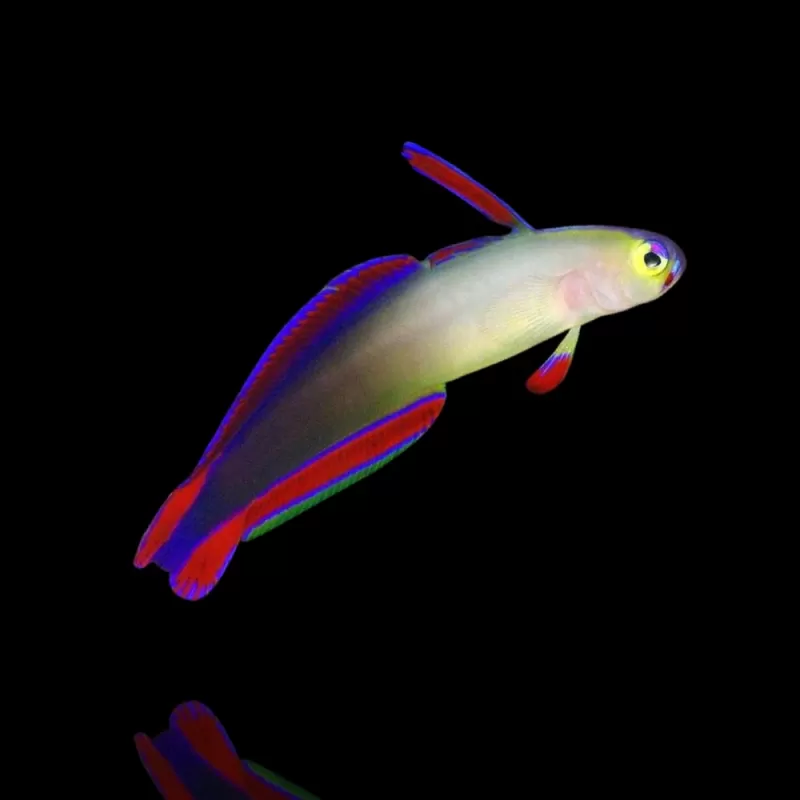 Möchten Sie Nemateleotris Decora bestellen? l Coralandfishstore.nl Möchten Sie Nemateleotris Decora bestellen? l Coralandfishstore.nl