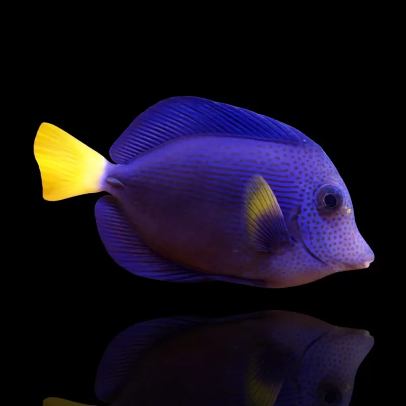 Zebrasoma Xanthurum| Coralandfishstore.nl Zebrasoma Xanthurum| Coralandfishstore.nl