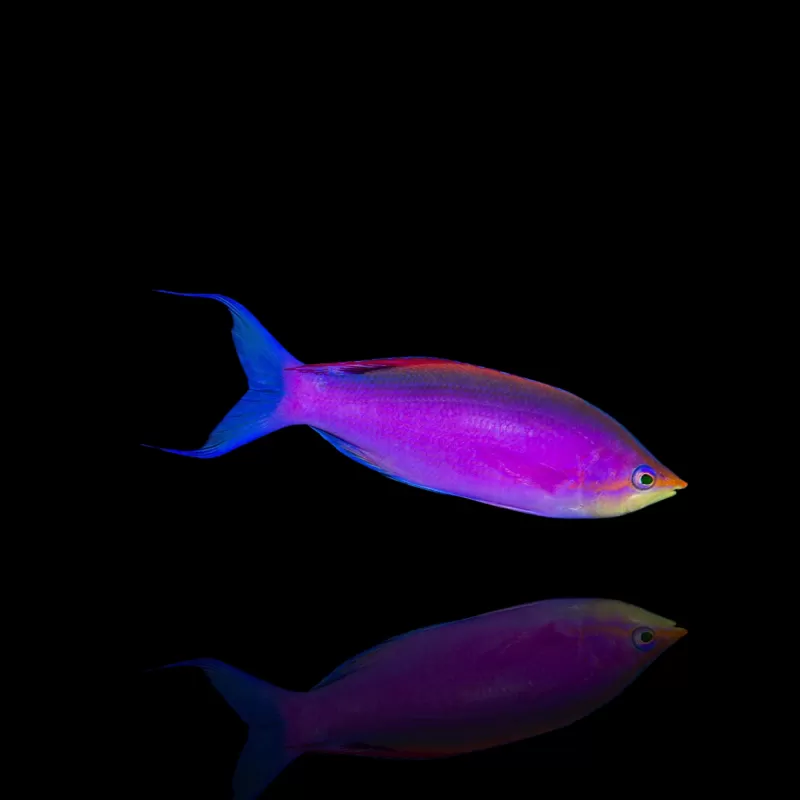 Mirolabrichthys Tuka männlich | Coralandfishstore.nl Mirolabrichthys Tuka männlich | Coralandfishstore.nl