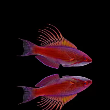 Paracheilinus Cyaneus | Coralandfishstore.nl