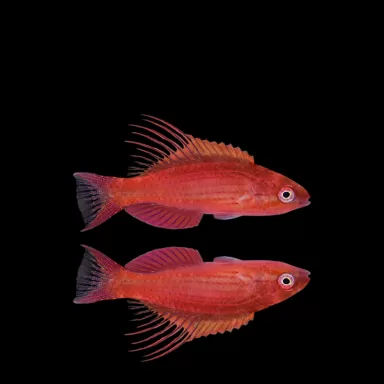 Paracheilinus Cyaneus Kopen ?| Coralandfishstore.nl