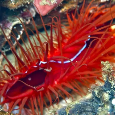 Lima Orientalis oder die Zittermuschel