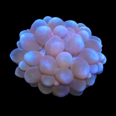 Plerogyra Sinuosa | Coralandfishstore.nl