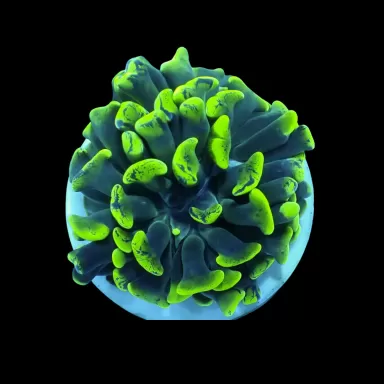 Euphyllia Paraancora sp.