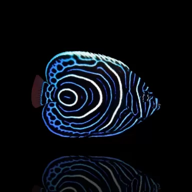 Vous souhaitez commander du Pomacanthus Imperator (L) ? l Coralandfishstore.nl