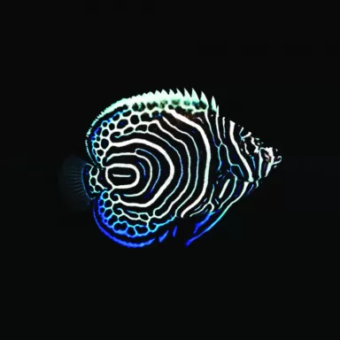 Möchten Sie Pomacanthus Imperator (L) bestellen? l Coralandfishstore.nl