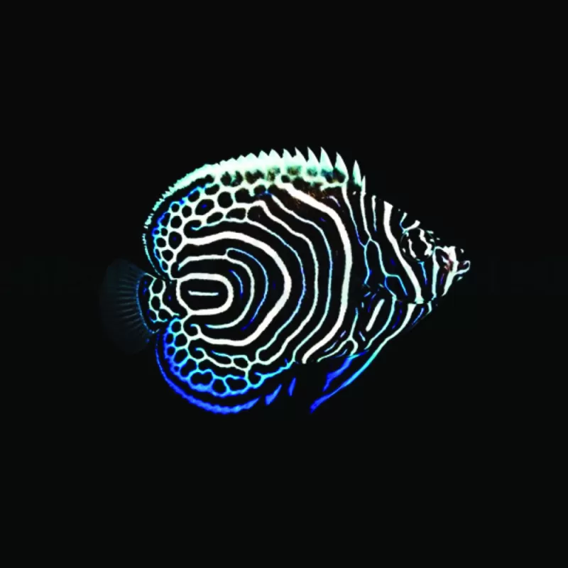 Pomacanthus imperator - Élevé en captivité - Taille S/M