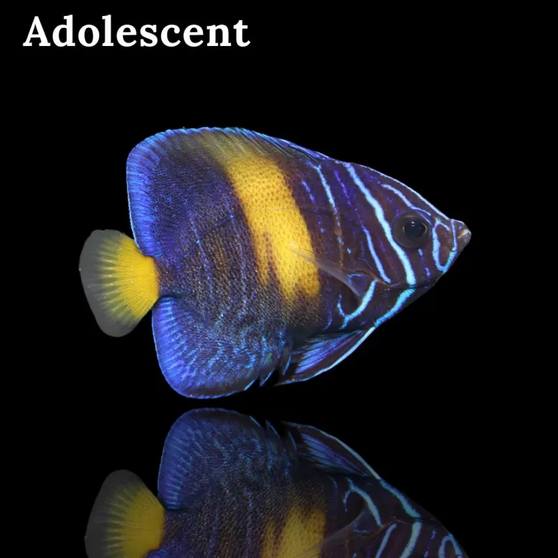 Pomacanthus Asfur (L) bestellen ? l Snel in huis bij Coralandfishstore.nl Pomacanthus Asfur (L) bestellen ? l Snel in huis bij Coralandfishstore.nl