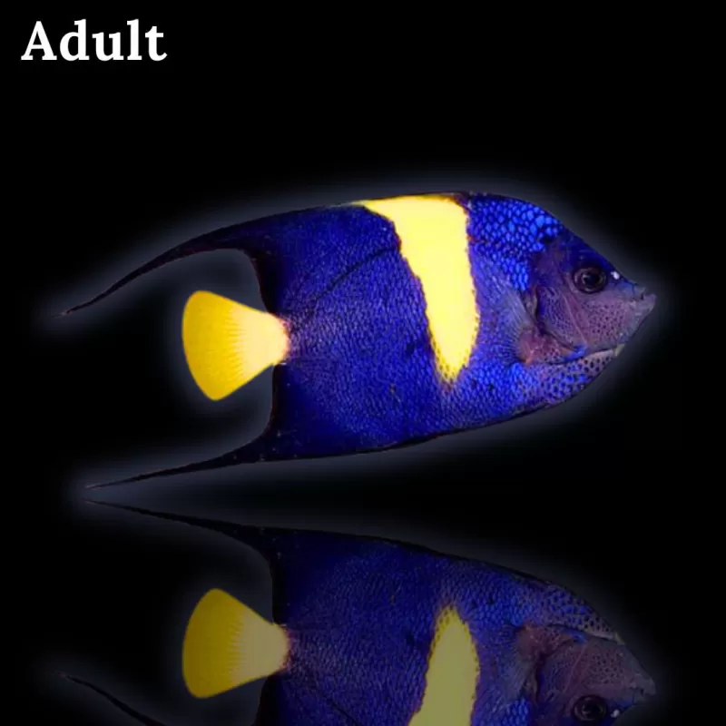 Pomacanthus Asfur l Coralandfishstore.nl Pomacanthus Asfur l Coralandfishstore.nl