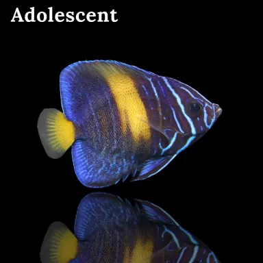 Pomacanthus Asfur l Snel in huis met Coralandfishstore.nl