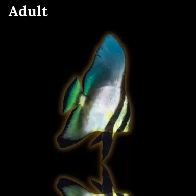 Platax pinnatus - Roter Fledermausfisch kaufen? | Corallandfishstore