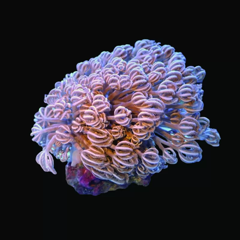 Möchten Sie Xenia Umbelata (S) bestellen? l Coralandfishstore.nl Möchten Sie Xenia Umbelata (S) bestellen? l Coralandfishstore.nl