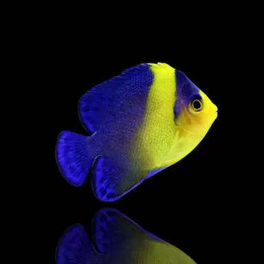 Möchten Sie Paracentropyge venusta Tank gezüchtet kaufen? | Coralandfishstore.nl