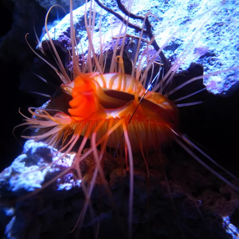 Lima Scabra Lima Scabra