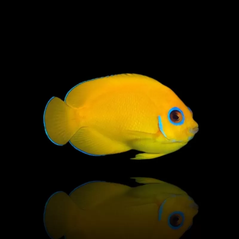 Centropyge Flavissima| Coralandfishstore.nl Centropyge Flavissima| Coralandfishstore.nl