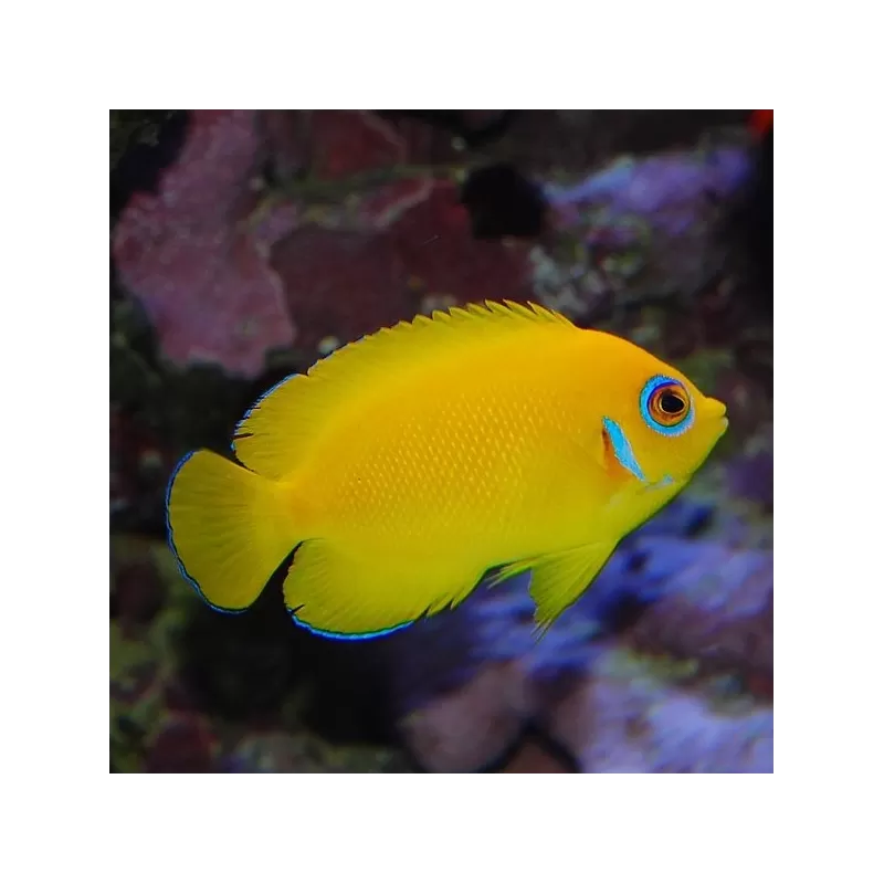 Centropyge Flavissima - Nakweek