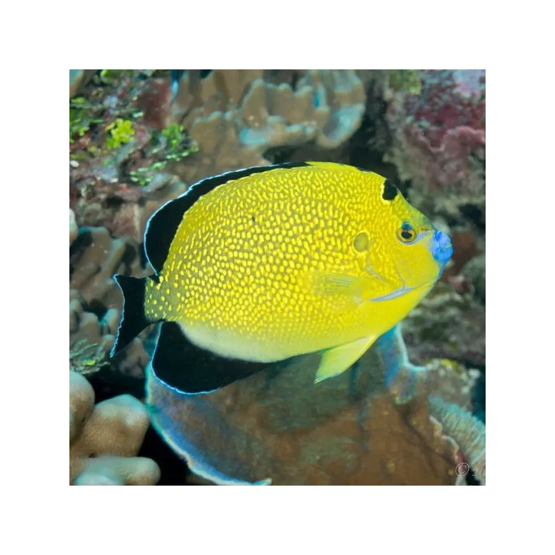 Apolemichthys xanthopunctatus (aus Aquarien)